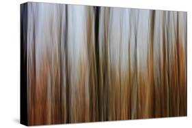 Mystic Forest 839-Rica Belna-Stretched Canvas