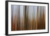 Mystic Forest 839-Rica Belna-Framed Giclee Print