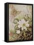 Mystic Garden Study-Linda Ravenscroft-Framed Stretched Canvas