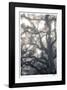 Mystic Oak-Donald Satterlee-Framed Giclee Print