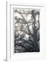 Mystic Oak-Donald Satterlee-Framed Giclee Print