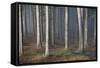 Mystic Wood, Fog, Foliage-Jurgen Ulmer-Framed Stretched Canvas