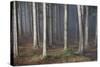 Mystic Wood, Fog, Foliage-Jurgen Ulmer-Stretched Canvas