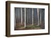 Mystic Wood, Fog, Foliage-Jurgen Ulmer-Framed Photographic Print