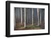 Mystic Wood, Fog, Foliage-Jurgen Ulmer-Framed Photographic Print