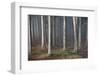 Mystic Wood, Fog, Foliage-Jurgen Ulmer-Framed Photographic Print