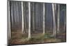 Mystic Wood, Fog, Foliage-Jurgen Ulmer-Mounted Photographic Print