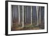 Mystic Wood, Fog, Foliage-Jurgen Ulmer-Framed Photographic Print