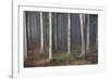 Mystic Wood, Fog, Foliage-Jurgen Ulmer-Framed Photographic Print