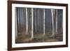 Mystic Wood, Fog, Foliage-Jurgen Ulmer-Framed Photographic Print