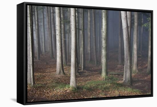 Mystic Wood, Fog, Foliage-Jurgen Ulmer-Framed Stretched Canvas