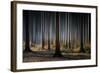 Mystic Wood-Carsten Meyerdierks-Framed Photographic Print