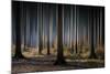 Mystic Wood-Carsten Meyerdierks-Mounted Photographic Print