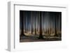 Mystic Wood-Carsten Meyerdierks-Framed Photographic Print