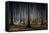 Mystic Wood-Carsten Meyerdierks-Framed Stretched Canvas