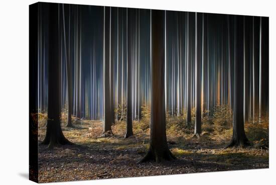 Mystic Wood-Carsten Meyerdierks-Stretched Canvas