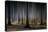 Mystic Wood-Carsten Meyerdierks-Stretched Canvas