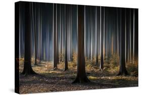 Mystic Wood-Carsten Meyerdierks-Stretched Canvas