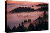 Mystical Dreamy Landscape, Mount Tamalpais, Marin County, San Francisco-Vincent James-Stretched Canvas