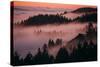 Mystical Dreamy Landscape, Mount Tamalpais, Marin County, San Francisco-Vincent James-Stretched Canvas