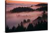 Mystical Dreamy Landscape, Mount Tamalpais, Marin County, San Francisco-Vincent James-Stretched Canvas