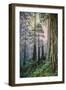 Mystical Forest, Del Norte Coast Redwoods, California-Vincent James-Framed Photographic Print