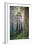 Mystical Forest, Del Norte Coast Redwoods, California-Vincent James-Framed Photographic Print