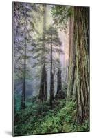 Mystical Forest, Del Norte Coast Redwoods, California-Vincent James-Mounted Photographic Print