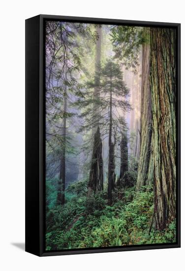 Mystical Forest, Del Norte Coast Redwoods, California-Vincent James-Framed Stretched Canvas