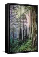 Mystical Forest, Del Norte Coast Redwoods, California-Vincent James-Framed Stretched Canvas