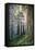 Mystical Forest, Del Norte Coast Redwoods, California-Vincent James-Framed Stretched Canvas