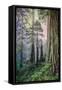 Mystical Forest, Del Norte Coast Redwoods, California-Vincent James-Framed Stretched Canvas