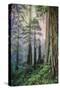 Mystical Forest, Del Norte Coast Redwoods, California-Vincent James-Stretched Canvas