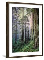Mystical Forest, Del Norte Coast Redwoods, California-Vincent James-Framed Photographic Print
