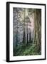 Mystical Forest, Del Norte Coast Redwoods, California-Vincent James-Framed Photographic Print