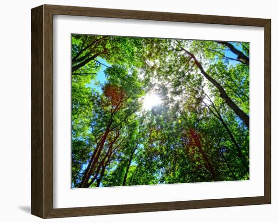 Mystical Forest Sky-Markus Bleichner-Framed Art Print