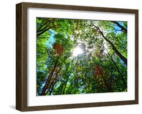 Mystical Forest Sky-Markus Bleichner-Framed Art Print