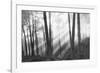 Mystical Forest & Sunbeams-Monte Nagler-Framed Art Print