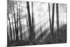 Mystical Forest & Sunbeams-Monte Nagler-Mounted Art Print