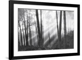 Mystical Forest & Sunbeams-Monte Nagler-Framed Art Print