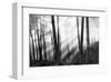 Mystical Forest & Sunbeams-Monte Nagler-Framed Giclee Print
