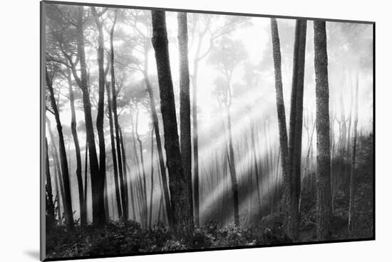 Mystical Forest & Sunbeams-Monte Nagler-Mounted Giclee Print