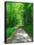 Mystical Forest Walk into the Green-Markus Bleichner-Framed Stretched Canvas