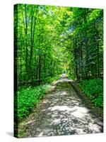 Mystical Forest Walk into the Green-Markus Bleichner-Stretched Canvas