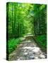 Mystical Forest Walk into the Green-Markus Bleichner-Stretched Canvas