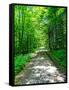 Mystical Forest Walk into the Green-Markus Bleichner-Framed Stretched Canvas