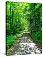 Mystical Forest Walk into the Green-Markus Bleichner-Stretched Canvas