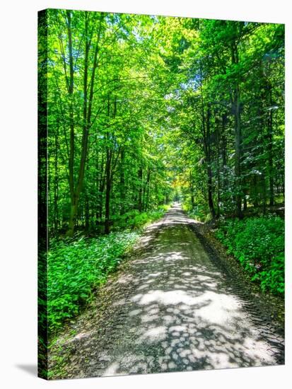 Mystical Forest Walk into the Green-Markus Bleichner-Stretched Canvas