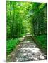Mystical Forest Walk into the Green-Markus Bleichner-Mounted Art Print