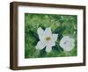 Mystical Magnolias I-Herb Dickinson-Framed Photographic Print